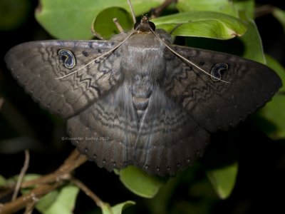 Noctuidae: Speiredonia spectans