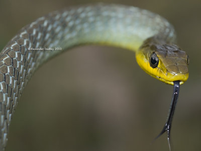 Dendrelaphis punctulata