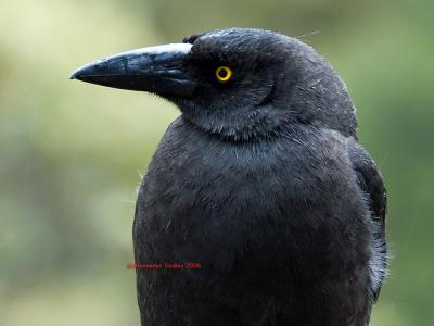 Black Currawong