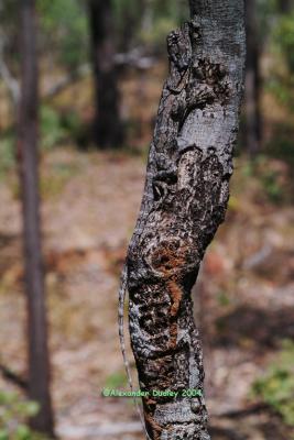 Juvenile Frillneck being cryptic