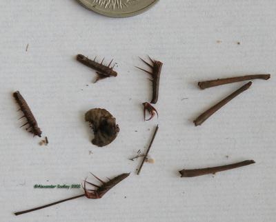 Remains of Australian Whip Spider, Charon oenpelli?
