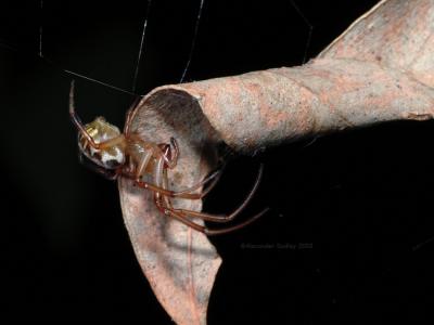 Leaf-curling spider, Phonognatha graeffei