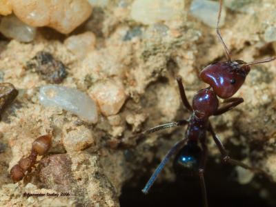 Sharing ants