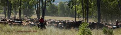 Cattle in the long paddock