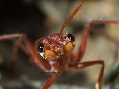 Red Bull ant, Myrmecia sp.