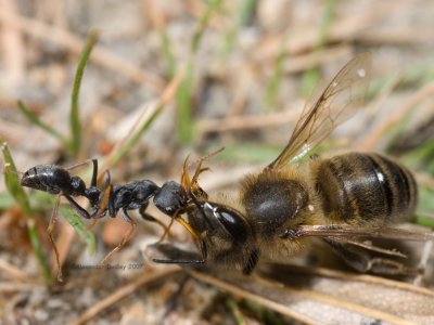 Jackjumper and European Honeybee
