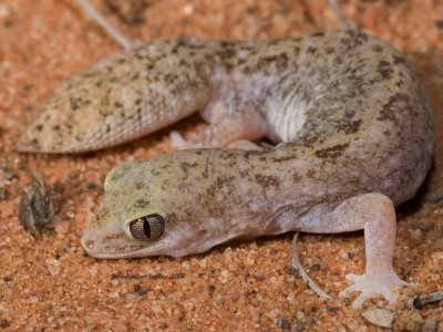 Eastern Fat-tailed Gecko, Diplodactylus platyurus