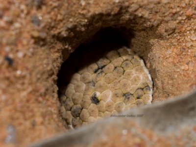 Fat-tailed Gecko's tail