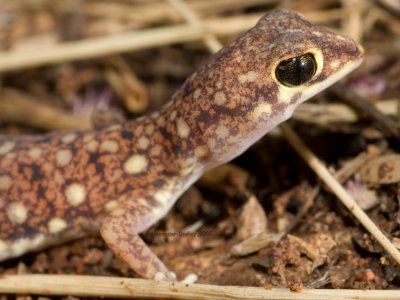 Beaked Gecko, Rhynchoedura ornata