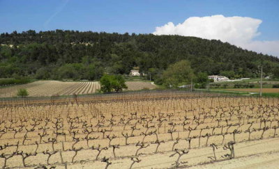 Vignoble du Lubron en avril