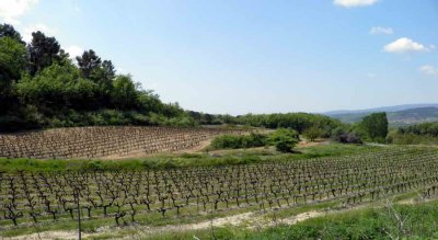 Quelques vignes du Lubron