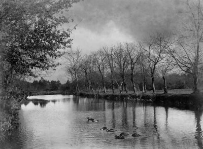 Canards