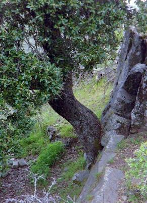 Chêne Kermes de la Sierra de Guara