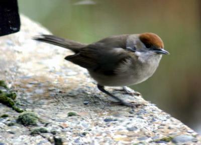 Fauvette - Hedge Sparrow