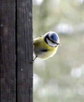  Bluetit