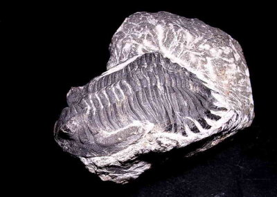 Trilobite de l'tage EMSIEN  (386-390,4 MA) du DEVONIEN