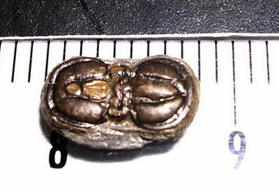 Peronopsis Interstrieta - Cambrien moyen  (8x5 mm)