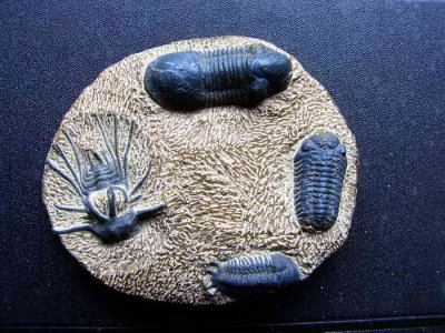 Trilobites du Maroc