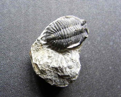 Trilobite du Dvonien (tage Emsien, 390 MA) (40x28 mm)