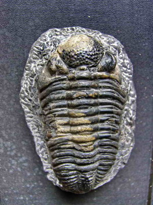 Phacops Rana - Dvonien (350 MA)  (150x75 mm)