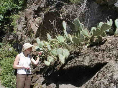 Les cactus de Najac
