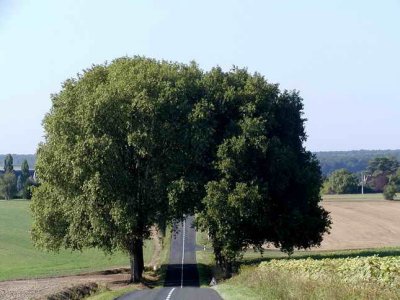 Sur la route de Montrsor