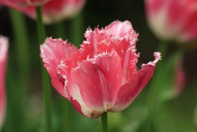 Elaborated Tulips