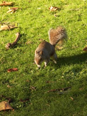 Squirrel - St. James Park - London