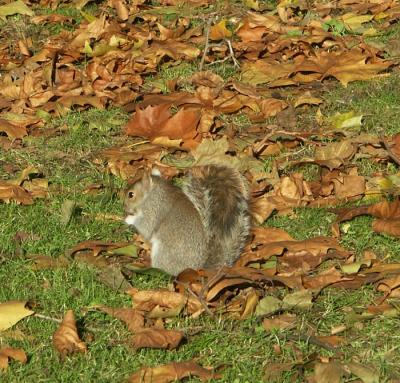 Squirrel - St. James Park - London