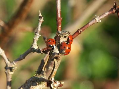 Lady Birds