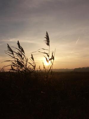 Nature at Dunwich Heath