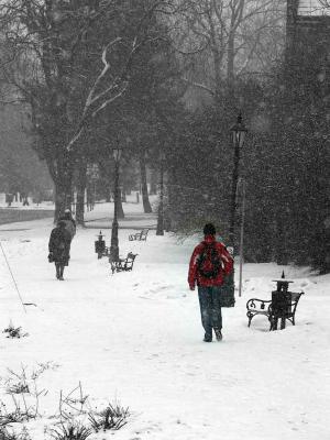 Snowy gardens 3