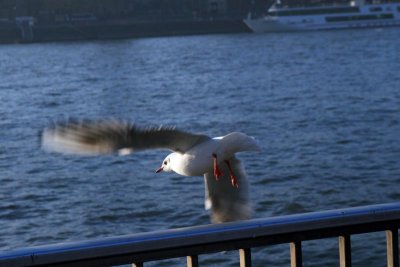 IMG_7715.jpg