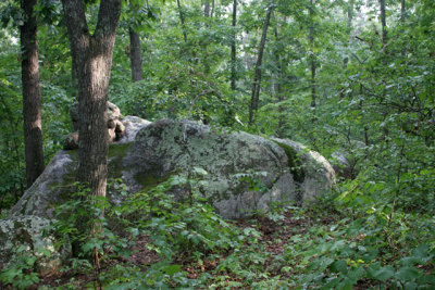 Wooded Area Of The Park