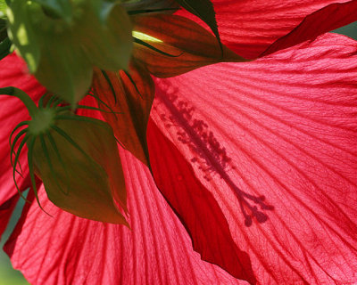 Hibiscus