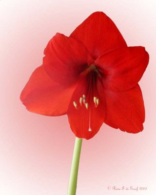 Amarillis