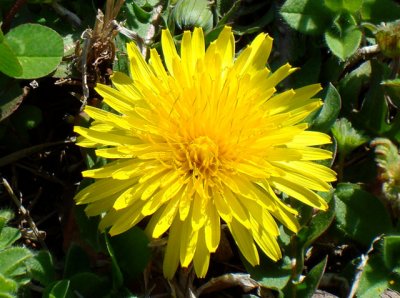 Dandelion