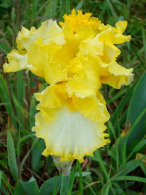 Trip to Iris Farm
