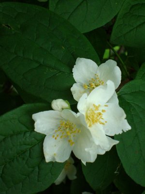 Mock Orange