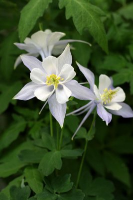 White Columbine