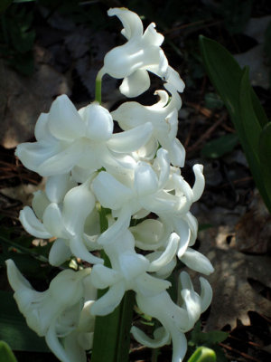 White Hyacinth
