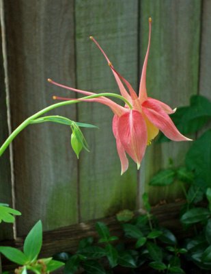 First Columbine Bloom