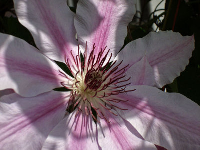 Nellie Moser Clematis