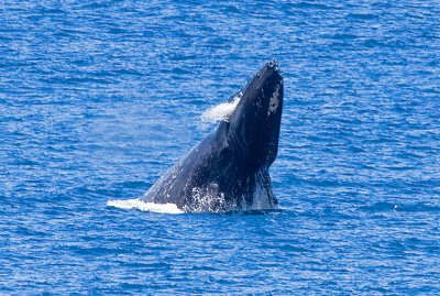 Maui 2009 306.jpg