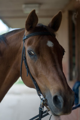horses