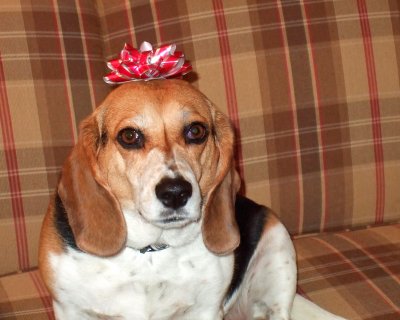 Happy New Year-----Pixie 1-1-09