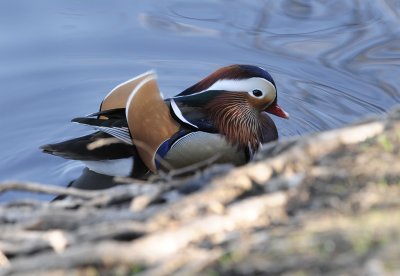 Mandarin Duck Spring Lake Jan 2009