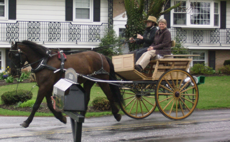 new cape cart hitched to morgan/perch-stephen stoltzfus whip