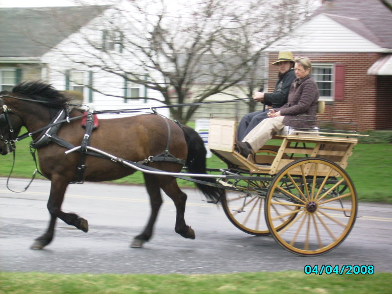 new cape cart hitched to morgan/perch-stephen stoltzfus whip