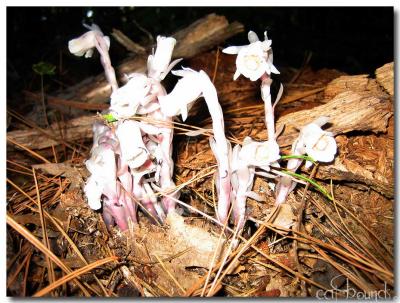 Ghost-Flowers-Feb-8.jpg